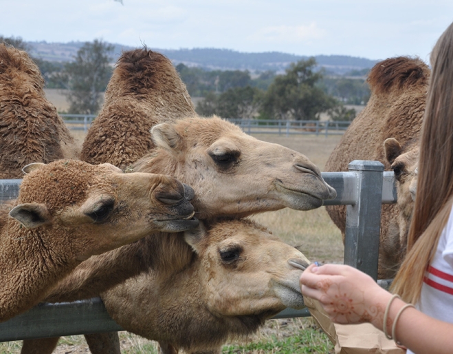 camels for sale qld