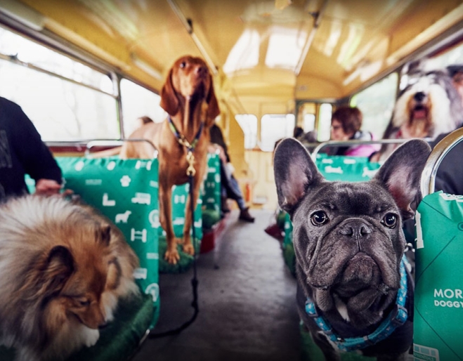 can dogs go on public transport