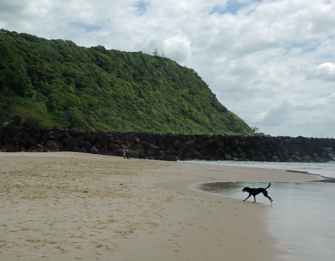 can you take dogs to burleigh beach