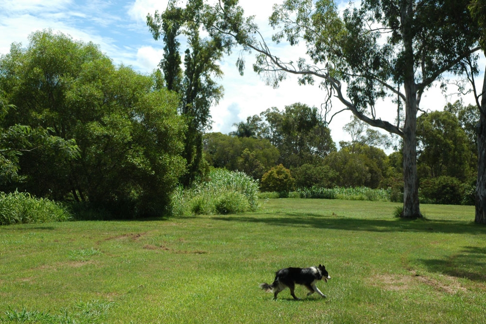 Downfall Creek Reserve Off Leash Dog Park | Must Do Brisbane