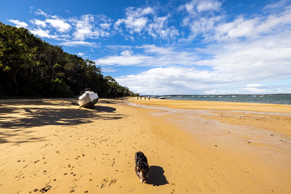 brisbane day trips with dogs