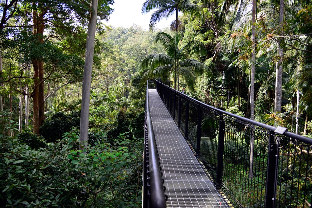 Tamborine Forest Skywalk Mt Tamborine | Must Do Brisbane